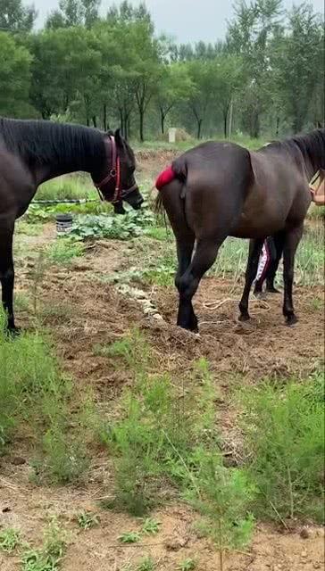 三匹公马配一母马视频,演绎激情四溢的母马配对奇观