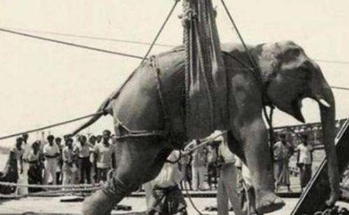 绞死明星,揭开绞索背后的真相