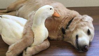 娱乐吃瓜鸭男人品种